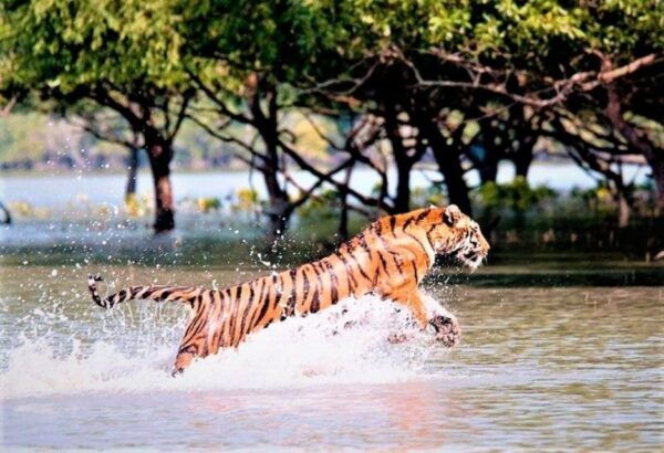 Three Days Jim Corbett National Park Tour - Frequently Asked Questions