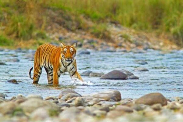 Three Days Jim Corbett National Park Tour - The Sum Up