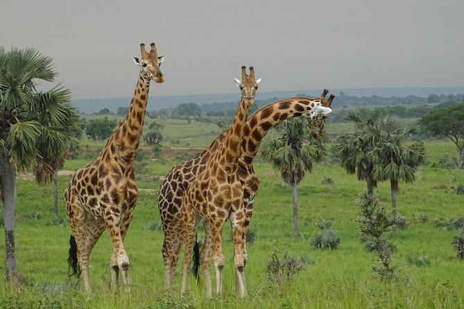 Three Days Murchison Falls National Park Tour in Uganda - Cancellation Policy