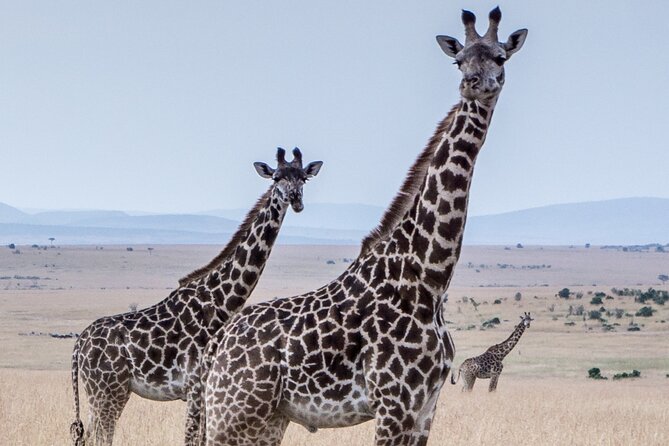 Three Days Ngorongoro Crater, Lake Manyara and Taragire National Park (Joining) - Reviews and Ratings