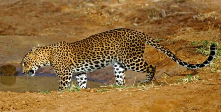 Three Days - Private Wildlife Expedition - Booking Details and Cancellation Policy