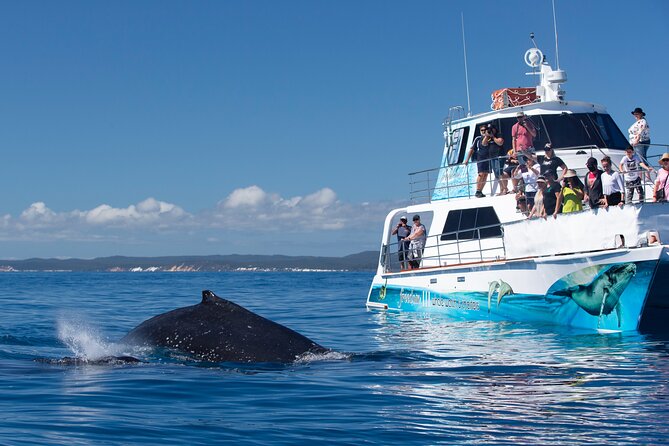 Three-Quarter Day Hervey Bay Premium Whale Watching Cruise - Pricing and Value