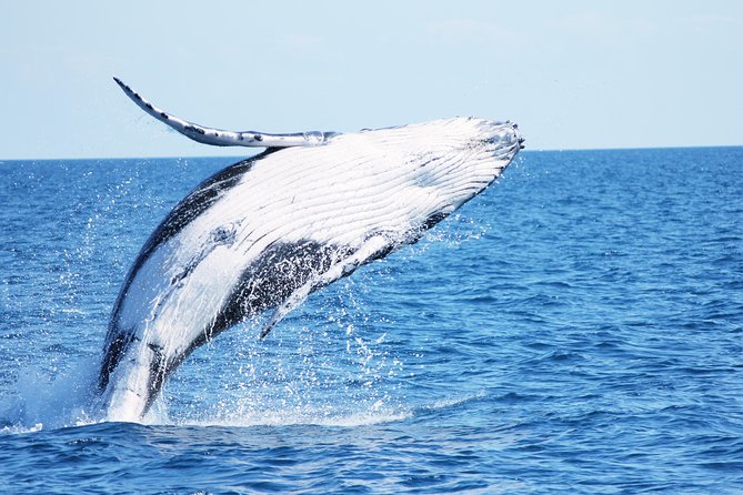 Three-Quarter Day Hervey Bay Premium Whale Watching Cruise - Positive Experiences and Encounters