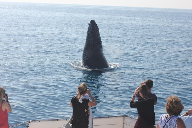 Three-Quarter Day Hervey Bay Premium Whale Watching Cruise - Common Questions