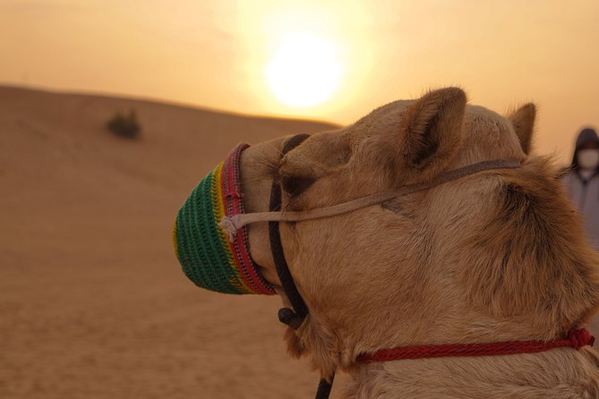 Thrilling Guided You-Drive Red Dune Buggy Tour Safari - Cancellation Policy