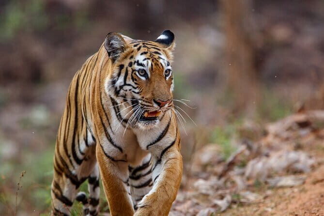 Thrilling Jeep Safari in Jim Corbett National Park with Guide - Good To Know
