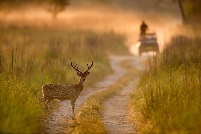 Thrilling Jeep Safari in Jim Corbett National Park with Guide - The Booking and Planning Process