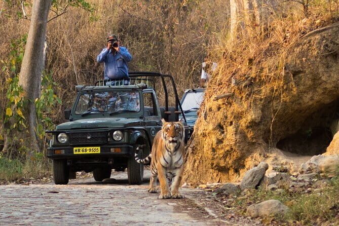 Thrilling Jeep Safari in Jim Corbett National Park with Guide - The Guide and Transportation