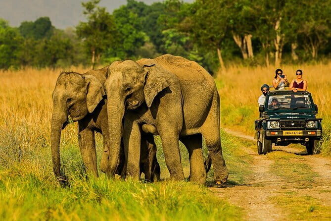 Thrilling Jeep Safari in Jim Corbett National Park with Guide - Is This Tour Right for You?