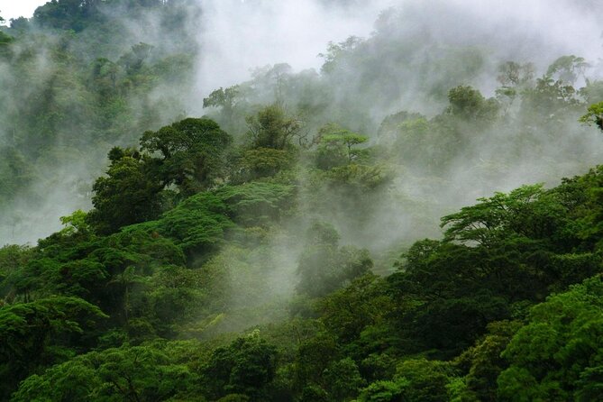 Thrilling Jungle Adventure in Costa Rica's Rainforest - Rainforest Exploration Highlights