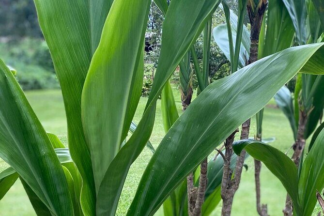 Ti Leaf Bracelet Craft Class on Maui - The Sum Up