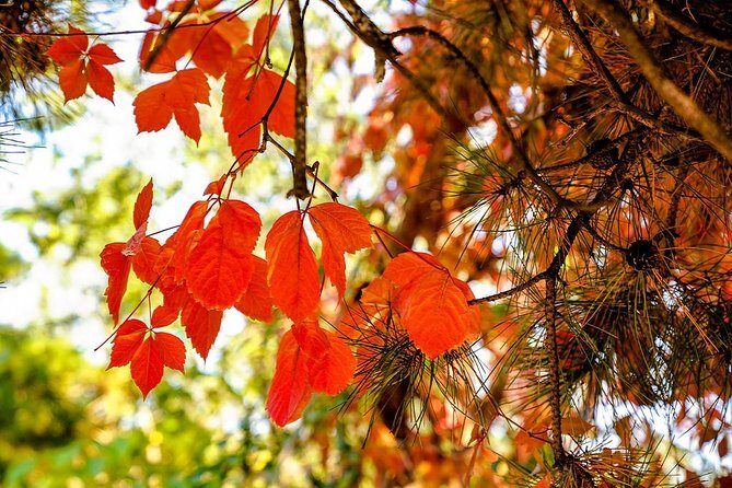 Tianjin Shore Excursion: Tian'anemen Square, Forbidden City and Summer Palace - An In-Depth Look at the Tour Experience