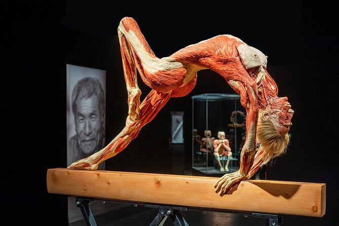 Ticket Expo Body Worlds in Bruges, Belgium - What To Expect