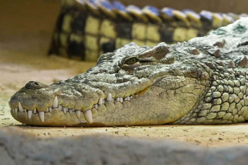 Ticket pack for Zaragoza Amusement Park and Aquarium - Unlock a Day of Fun and Discovery in Zaragoza with the Ticket Pack for Amusement Park and Aquarium