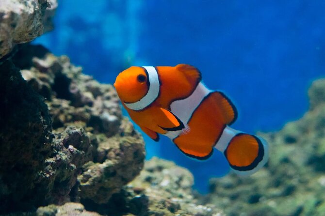 Ticket Pass in Grand Aquarium With Transfer From Hurghada - Booking Process Details