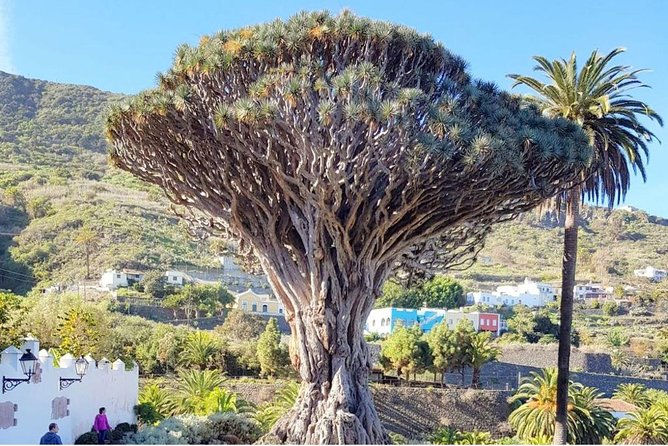 Ticket to Parque Del Drago in Tenerife - Overview and Features of Parque Del Drago