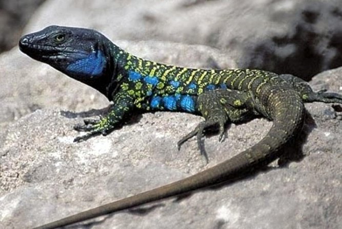 Ticket to Parque Del Drago in Tenerife - What to Expect