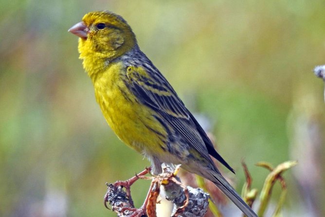 Ticket to Parque Del Drago in Tenerife - Directions