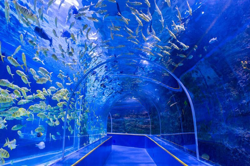 Tickets for Shenzhen Mission Hills Ocean World - A compact aquarium with a show-led rhythm