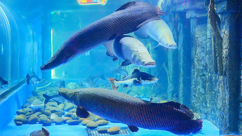 Tickets for Shenzhen Mission Hills Ocean World - Mermaid theater: plan around the performance