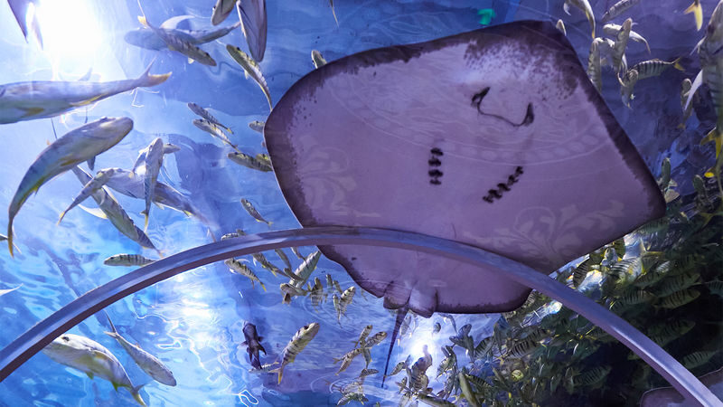Tickets for Shenzhen Mission Hills Ocean World - More than marine life: play areas and extra activities