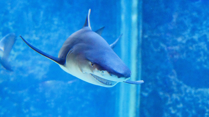 Tickets for Shenzhen Mission Hills Ocean World - How long to stay, and how to pace the visit