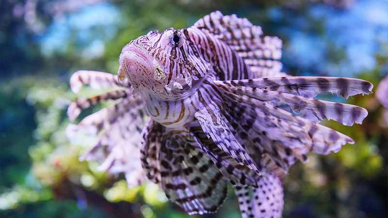 Tickets for Shenzhen Mission Hills Ocean World - Is the ticket good value?