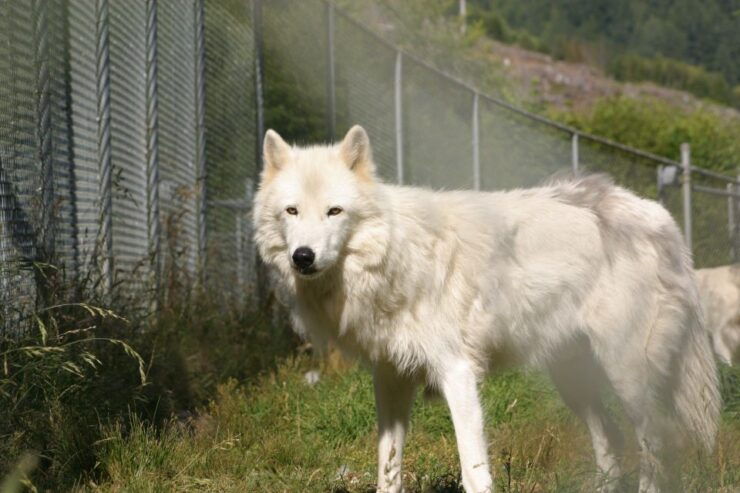 Tidewater: White Wolf Sanctuary Tour and Presentation - Booking Details