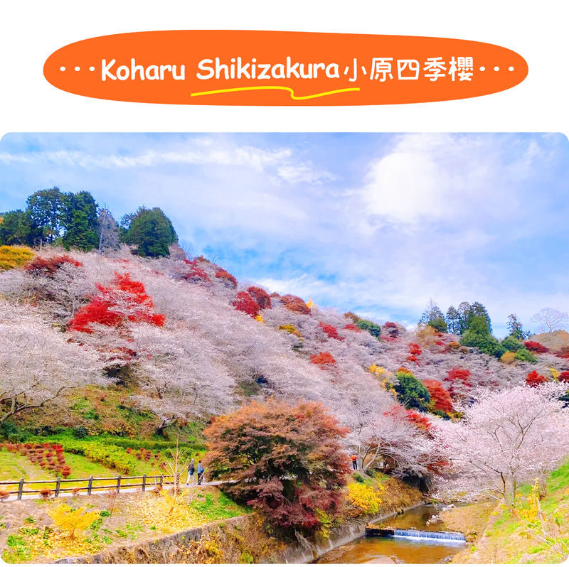 Tiger Creek Mountain Eihoji Temple & Obara Shikizakura & Korankei Autumn Leaves Day Trip - The bus ride is part of the bargain