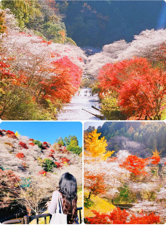 Tiger Creek Mountain Eihoji Temple & Obara Shikizakura & Korankei Autumn Leaves Day Trip - Who will get the most from this trip
