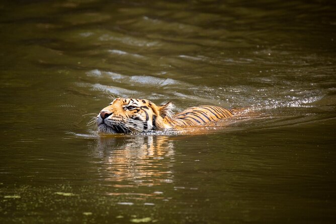 Tiger Experience at Melbourne Zoo - Meeting and Pickup