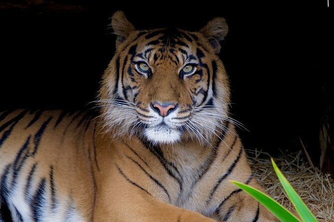 Tiger Experience at Melbourne Zoo - Whats Included