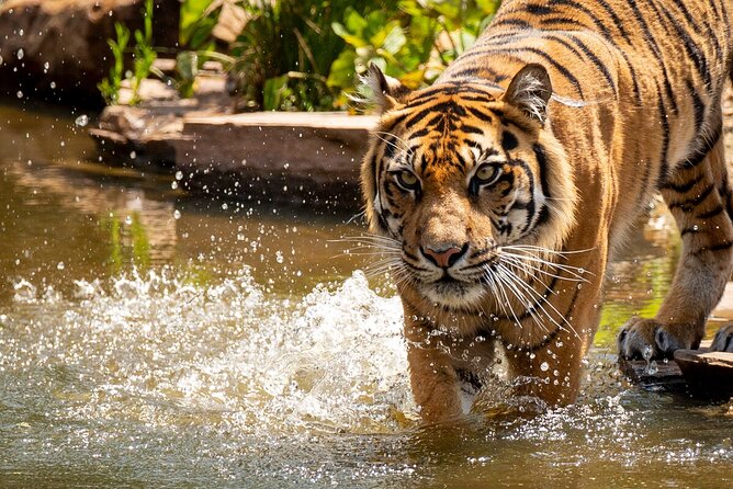Tiger Experience at Melbourne Zoo - The Sum Up
