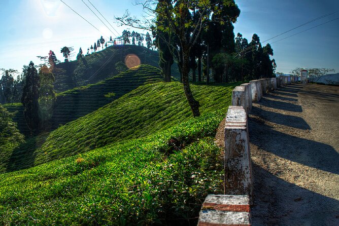 Tiger Hill Darjeeling Nature Walk (3 Hours Guided Trekking Experience) - Good To Know