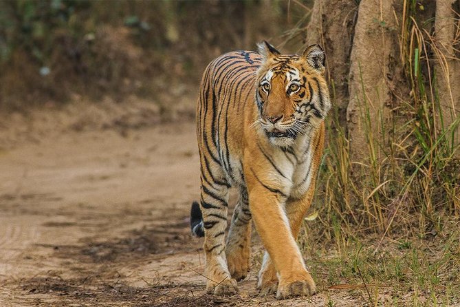 Tiger Safari at Jim Corbett National Park - Good To Know