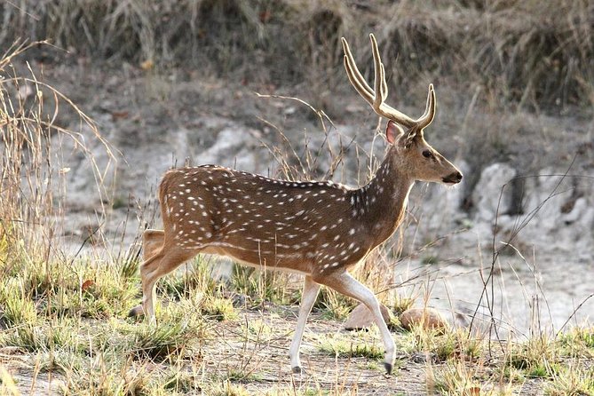 Tiger Safari at Pench National Park - Wildlife Encounters