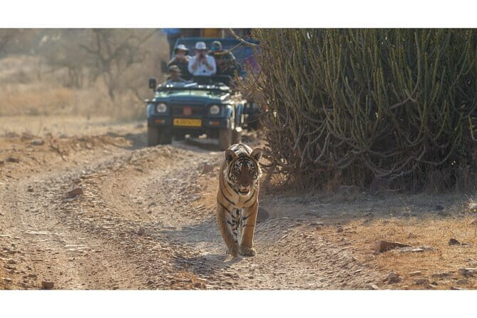 Tiger Safari in Ranthambore national park | Canter Options - Introduction: Taking in Ranthambore’s Wildlife