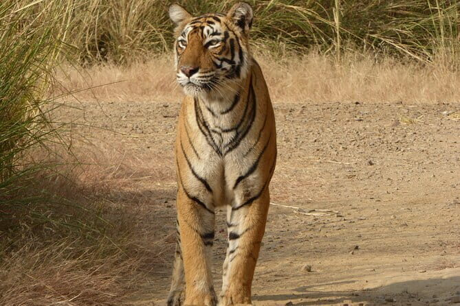 Tiger Safari in Ranthambore national park | Canter Options - Authentic Insights from Reviewers