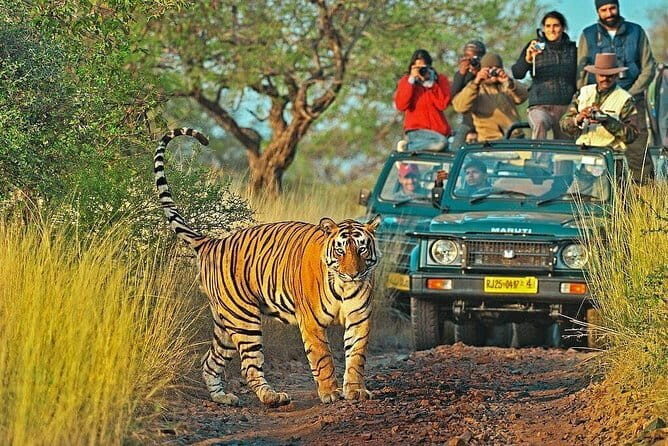 Tiger Safari in Ranthambore national park | Canter Options - Why This Safari Might Be Your Best Bet