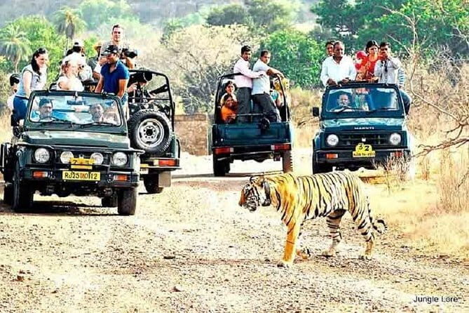 Tiger Safari in Ranthambore national park | Canter Options - The Sum Up: Is This Safari Worth It?