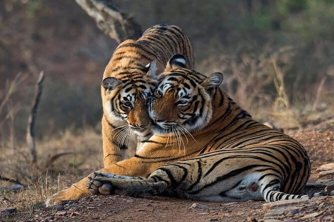 Tiger Safari in Ranthambore national park | Canter Options - FAQ