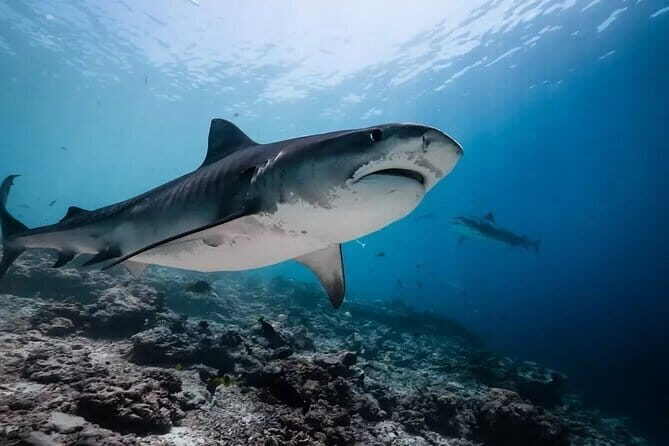 Tiger Shark Diving in Fuvahmulah:8 Days, 7 Nights 15 dives offer - Good To Know