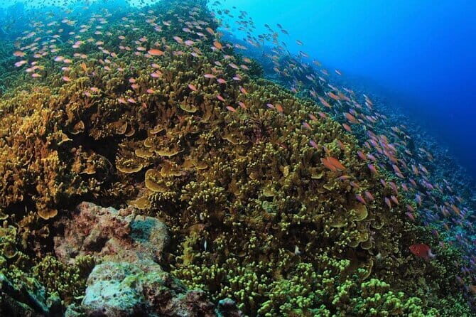 Tiger Shark Diving in Fuvahmulah:8 Days, 7 Nights 15 dives offer - The Cost & Value