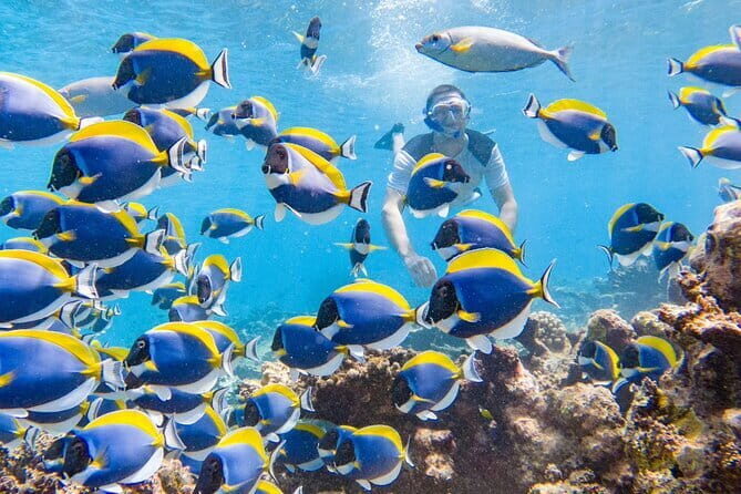 Tiger Shark Diving in Fuvahmulah:8 Days, 7 Nights 15 dives offer - Practical Tips for Travelers