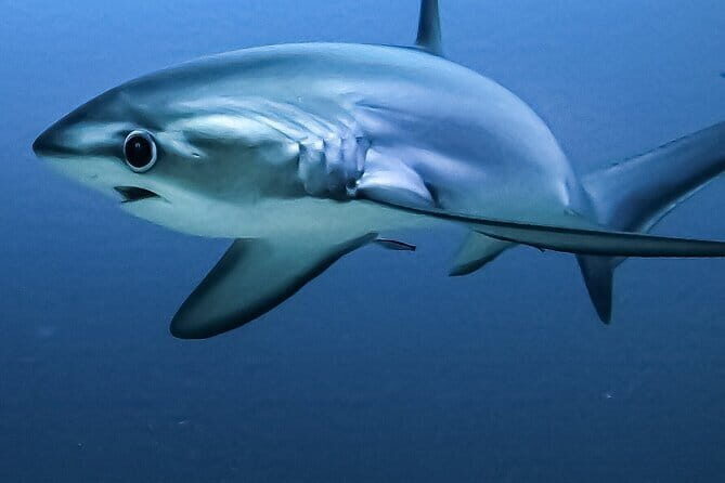 Tiger Shark Diving in Fuvahmulah:8 Days, 7 Nights 15 dives offer - The Sum Up