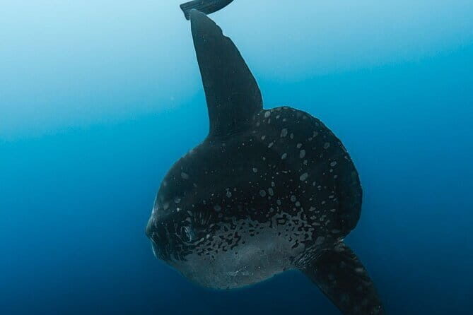 Tiger Shark Diving in Fuvahmulah:8 Days, 7 Nights 15 dives offer - An Authentic Dive into the “Galapagos of the Maldives”