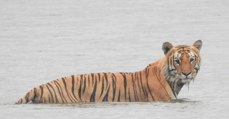 Tiger Tracking Wildlife Safari Tour in Bardia - Experience Highlights