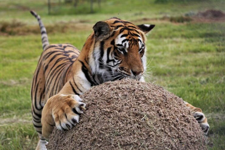 Tiger Valley Tour - Duration and Language