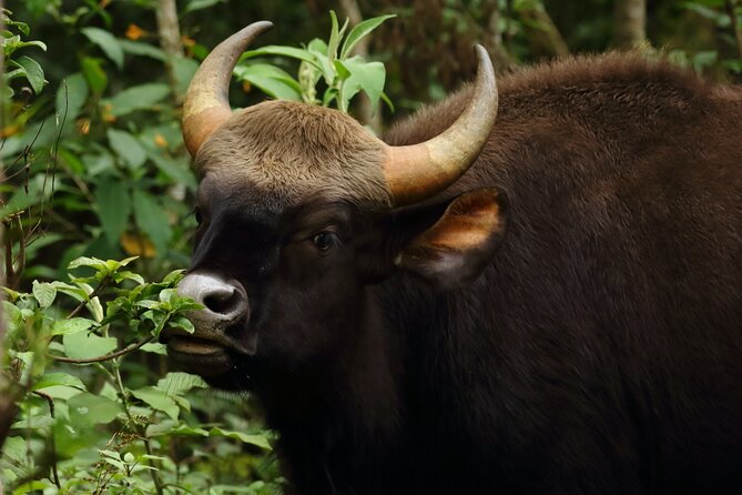 Tigers, Hills and Temples of Karnataka - Safari Experience
