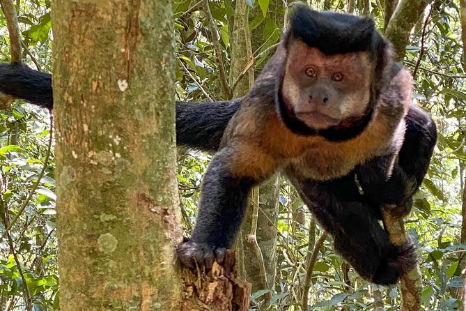 Tijuca Forest: Tour With Waterfalls and Caves - Tour Highlights